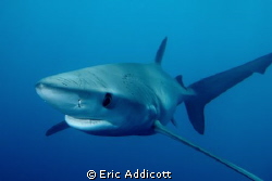 Female Blue Shark, taken freediving in San Pedro channel ... by Eric Addicott 